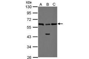 Image no. 2 for anti-RAD23 Homolog B (RAD23B) (AA 164-409) antibody (ABIN1500578) (RAD23B anticorps  (AA 164-409))
