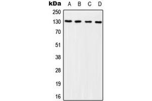 Western blot analysis of p130 Cas (pY249) expression in HEK293T EGF-treated (A), NIH3T3 EGF-treated (B), Raw264. (BCAR1 anticorps  (pTyr249))
