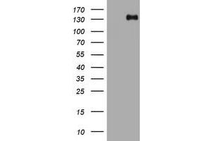 Image no. 5 for anti-Tuberous Sclerosis 1 (TSC1) (AA 836-1164) antibody (ABIN1491685)