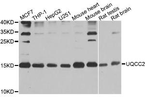 Western blot analysis of extracts of various cell lines, using UQCC2 antibody. (MNF1 anticorps)