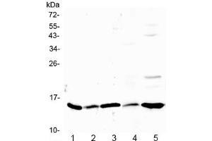 Western blot testing of 1) rat stomach, 2) rat ovary, 3) rat testis, 4) mouse kidney and 5) human HeLa lysate with Galectin 1 antibody at 0.