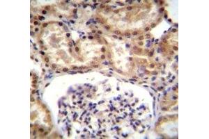 RNF43 antibody immunohistochemistry analysis in formalin fixed and paraffin embedded human kidney tissue.