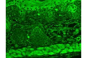 Immunohistochemistry analysis using Mouse Anti-TrpC7 Monoclonal Antibody, Clone S64A-36 .