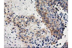 Image no. 2 for anti-Anaphase Promoting Complex Subunit 2 (ANAPC2) antibody (ABIN1496634)