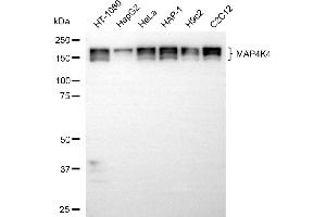 Western blotting analysis using MAP4K4 antibody (ABIN7799474).