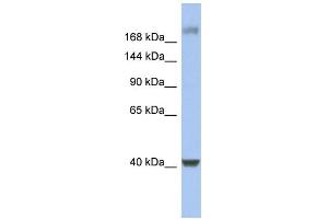 WB Suggested Anti-HCFC1 Antibody Titration:  0. (HCFC1 anticorps  (Middle Region))