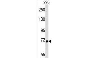 DMWD Antibody (C-term) (ABIN1537432 and ABIN2850216) western blot analysis in 293 cell line lysates (35 μg/lane). (DMWD anticorps  (C-Term))