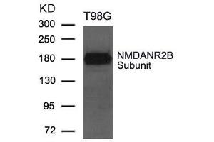 Western blot analysis of extract from T98G cells using NMDANR2B Subunit Antibody (GRIN2B anticorps  (AA 1250-1254))