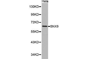 Western blot analysis of Hela cell lysate using SNX9 antibody. (SNX9 anticorps  (AA 1-210))