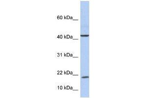 WB Suggested Anti-IL9 Antibody Titration: 0. (IL-9 anticorps  (Middle Region))