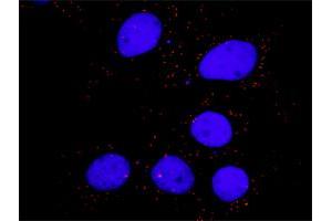 Proximity Ligation Analysis of protein-protein interactions between PTK2 and CRKL.