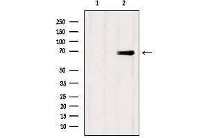 Western blot analysis of extracts from Mouse brain, using Eps8L3 Antibody. (EPS8-Like 3 anticorps)