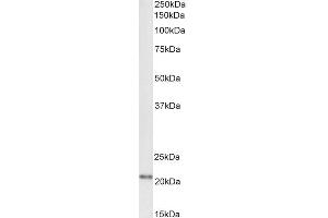 Biotinylated ABIN5539934 (1µg/ml) staining of Rat Brain lysate (35µg protein in RIPA buffer), exactly mirroring its parental non-biotinylated product. (FTL anticorps  (C-Term) (Biotin))