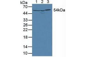 Figure. (DLD anticorps  (AA 45-271))
