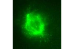 KT36 immunofluorescent staining for cell mitosis. (MAPRE3 anticorps)