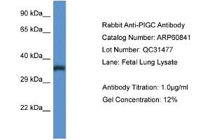 Western Blotting (WB) image for anti-Phosphatidylinositol Glycan C (PIGC) (C-Term) antibody (ABIN786290) (PIGC anticorps  (C-Term))