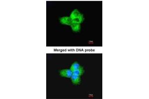ICC/IF Image Immunofluorescence analysis of paraformaldehyde-fixed A431, using Tubulin alpha-1B, antibody at 1:200 dilution.