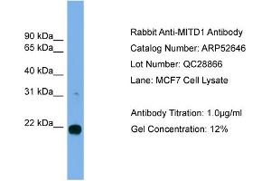 WB Suggested Anti-MITD1  Antibody Titration: 0.