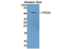 Detection of Recombinant REG1a, Mouse using Polyclonal Antibody to Regenerating Islet Derived Protein 1 Alpha (REG1a) (REG1A anticorps  (AA 10-165))