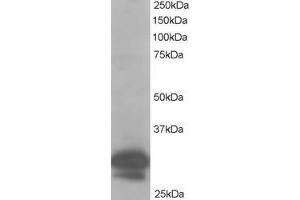 ABIN184616 staining (1µg/ml) of Hela lysate (RIPA buffer, 35µg total protein per lane). (CAPZB anticorps  (C-Term))