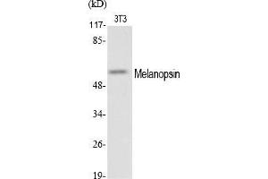 Western Blot analysis of various cells using Melanopsin Polyclonal Antibody. (OPN4 anticorps  (AA 400-480))