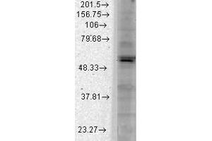 Kir2 1 Rat Brain Membranes Western Blotting.