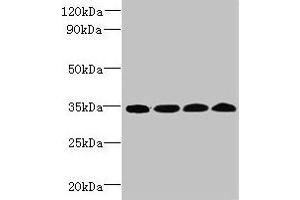 Western blot All lanes: WDR61 antibody at 1. (WDR61 anticorps  (AA 2-305))