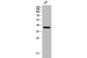 Western Blot analysis of VEC cells using EKLF/CKLF/UKLF Polyclonal Antibody (KLF1/5/7 anticorps  (C-Term))