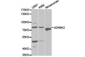 Western Blotting (WB) image for anti-Adrenergic, Beta, Receptor Kinase 2 (ADRBK2) antibody (ABIN1870849) (ADRBK2 anticorps)