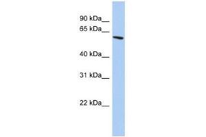 ZNF567 antibody used at 0. (ZNF567 anticorps  (N-Term))