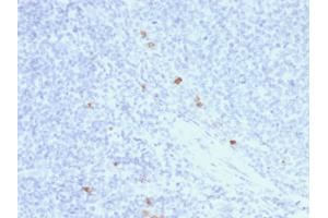 Formalin-fixed, paraffin-embedded human Tonsil stained with IgG4 Mouse Recombinant Monoclonal Antibody (rIGHG4/1345). (Recombinant IGHG4 anticorps)