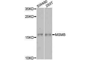 Western blot analysis of extracts of various cell lines, using MSMB antibody (ABIN6003799) at 1/1000 dilution. (MSMB anticorps)