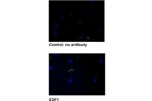 Immunofluorescent staining of human fibroblasts with EDF1 polyclonal antibody  under 5 ug/mL working concentration. (EDF1 anticorps  (AA 1-50))