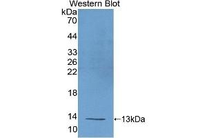 Detection of Recombinant UCP1, Mouse using Polyclonal Antibody to Uncoupling Protein 1, Mitochondrial (UCP1) (UCP1 anticorps  (AA 179-296))
