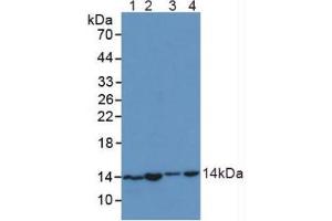 Figure. (SNRPD1 anticorps  (AA 1-119))