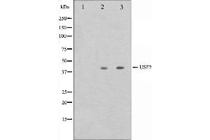 Western blot analysis on HeLa and HepG2 cell lysate using USF2 Antibody. (USF2 anticorps  (Internal Region))