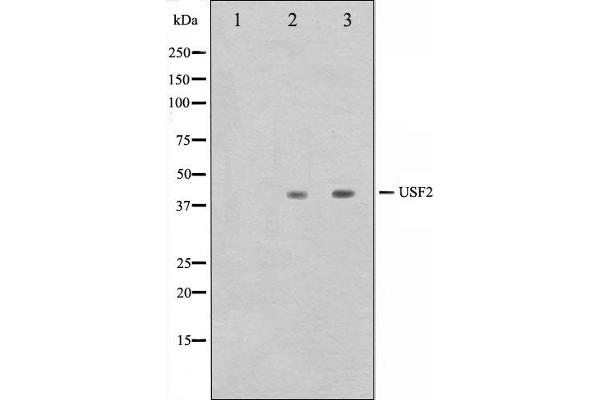USF2 anticorps  (Internal Region)