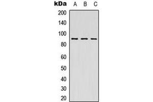 Western blot analysis of MSK1 expression in HEK293T (A), Raw264. (MSK1 anticorps  (Center))