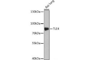 Western blot analysis of extracts of Rat lung using TLE4 Polyclonal Antibody at dilution of 1:1000. (TLE4 anticorps)