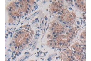 Detection of LGMN in Human Stomach Tissue using Polyclonal Antibody to Legumain (LGMN)