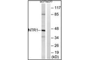 Western blot analysis of extracts from MCF7 cells, using NTSR1 antibody. (NTSR1 anticorps)