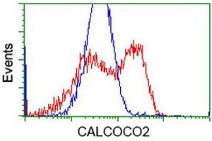 HEK293T cells transfected with either RC203843 overexpress plasmid (Red) or empty vector control plasmid (Blue) were immunostained by anti-CALCOCO2 antibody (ABIN2453914), and then analyzed by flow cytometry. (CALCOCO2 anticorps)