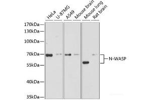 Western blot analysis of extracts of various cell lines using N-WASP Polyclonal Antibody at dilution of 1:3000. (Neural Wiskott-Aldrich syndrome protein (WASL) anticorps)