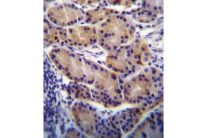 CYP2S1 Antibody immunohistochemistry analysis in formalin fixed and paraffin embedded human stomach tissue followed by peroxidase conjugation of the secondary antibody and DAB staining. (CYP2S1 anticorps  (C-Term))