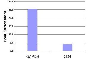 Western blot: Acid extract of HeLa cells (5 μg per lane) probed with Catalog No.