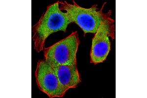 Immunofluorescent analysis of 4 % paraformaldehyde-fixed, 0. (OPN-A,b (AA 14-40), (N-Term) anticorps)