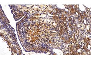 Detection of GAPDH in Rat Ovary Tissue using Anti-Glyceraldehyde-3-Phosphate Dehydrogenase (GAPDH) Monoclonal Antibody (GAPDH anticorps  (AA 2-148))