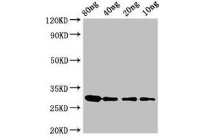 Western Blot Positive WB detected in Recombinant protein All lanes: RNU2 antibody at 3. (RNU2 anticorps  (AA 1-114))