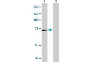 Western Blot analysis of SRBD1 expression in transfected 293T cell line by SRBD1 MaxPab polyclonal antibody. (SRBD1 anticorps  (AA 1-620))