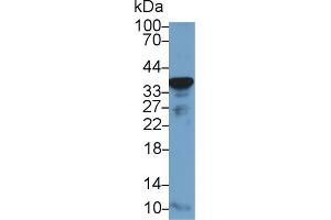 Western Blot; Sample: Mouse Placenta lysate; Primary Ab: 1µg/ml Rabbit Anti-Human GAPDH Antibody Second Ab: 0. (GAPDH anticorps  (AA 154-324))